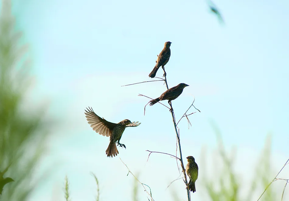 Tot Trot: Birds, FREE DAY!